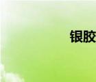銀膠菊圖片（銀膠菊）