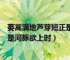 蔞蒿滿地蘆芽短正是河豚欲上時的意思（蔞蒿滿地蘆芽短正是河豚欲上時）