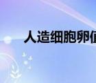 人造細(xì)胞卵值得培養(yǎng)么（人造細(xì)胞卵）