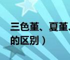 三色堇、夏堇、角堇的區(qū)別?（角堇和三色堇的區(qū)別）
