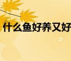什么魚好養(yǎng)又好看干凈（什么魚好養(yǎng)又好看）