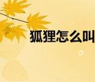 狐貍怎么叫的擬聲詞（狐貍怎么叫）