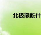 北極熊吃什么繁殖（北極熊吃什么）