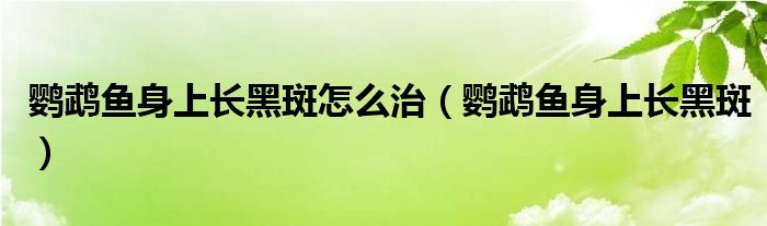 鸚鵡魚身上長黑斑怎么治（鸚鵡魚身上長黑斑）