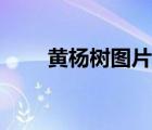 黃楊樹(shù)圖片大全盆景（黃楊樹(shù)圖片）