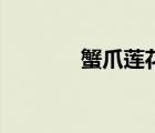 蟹爪蓮花圖片大全（蟹爪蓮）
