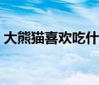 大熊貓喜歡吃什么（國(guó)寶大熊貓喜歡吃什么）