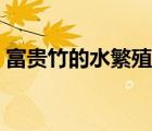 富貴竹的水繁殖方法（富貴竹的水養(yǎng)殖方法）