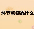 環(huán)節(jié)動(dòng)物靠什么運(yùn)動(dòng)（環(huán)節(jié)動(dòng)物的主要特征）