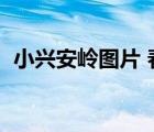 小興安嶺圖片 春天（春天小興安嶺的圖片）
