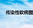 傳染性軟疣圖片（傳染性軟疣如何根治）