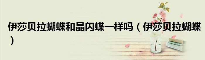 伊莎貝拉蝴蝶和晶閃蝶一樣嗎（伊莎貝拉蝴蝶）