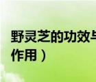 野靈芝的功效與作用及禁忌（野靈芝的功效與作用）