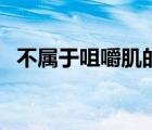 不屬于咀嚼肌的是（咀嚼肌疼痛會(huì)自愈嗎）