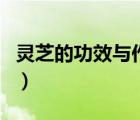 靈芝的功效與作用及禁忌（靈芝的功效與作用）