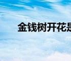 金錢樹開花是什么預兆（金錢樹開花）