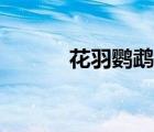 花羽鸚鵡在哪里刷（花羽鸚鵡）