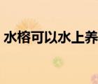 水榕可以水上養(yǎng)嗎（水榕能種到水草泥里嗎）