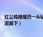 紅公雞綠尾巴一頭鉆進泥底下謎底（紅公雞綠尾巴一頭鉆進泥底下）