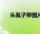 頭虱子卵圖片（什么能讓虱子卵脫落）