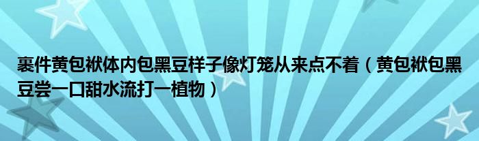 裹件黃包袱體內包黑豆樣子像燈籠從來點不著（黃包袱包黑豆嘗一口甜水流打一植物）
