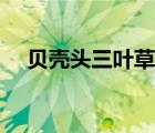 貝殼頭三葉草板鞋新款（貝殼頭三葉草）