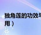 獨(dú)角蓮的功效與作用經(jīng)驗(yàn)（獨(dú)角蓮的功效與作用）