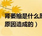 腎萎縮是什么原因造成的女性（腎萎縮是什么原因造成的）