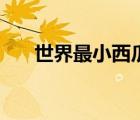 世界最小西瓜價格表（世界最小西瓜）