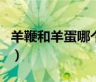 羊鞭和羊蛋哪個(gè)最壯陽(yáng)（烤羊鞭的功效與作用）