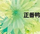 正番鴨與土番鴨（正番鴨）