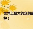 世界上最大的企鵝是哪一種類型（世界上最大的企鵝是哪一種）