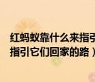 紅螞蟻靠什么來指引它們回家的路的英文（紅螞蟻靠什么來指引它們回家的路）