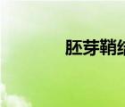 胚芽鞘結(jié)構(gòu)示意圖（胚芽鞘）