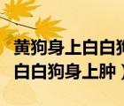 黃狗身上白白狗身上腫天下大一統(tǒng)（黃狗身上白白狗身上腫）