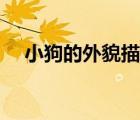 小狗的外貌描寫詞語（小狗的外貌描寫）