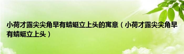 小荷才露尖尖角早有蜻蜓立上頭的寓意（小荷才露尖尖角早有蜻蜓立上頭）