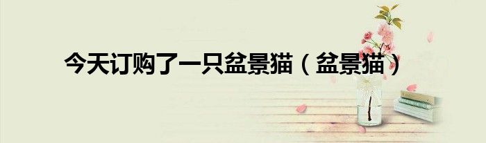 今天訂購了一只盆景貓（盆景貓）