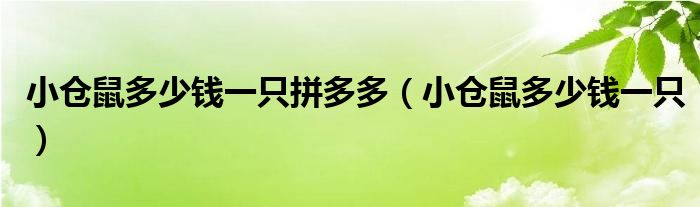 小倉鼠多少錢一只拼多多（小倉鼠多少錢一只）