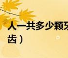 人一共多少顆牙齒不算智齒（人一共多少顆牙齒）