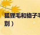 狐貍毛和貉子毛區(qū)別圖片（狐貍毛和貉子毛區(qū)別）