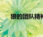 狼的團(tuán)隊(duì)精神（狼的團(tuán)隊(duì)精神是什么）