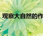 觀察大自然的作文300字（我愛大自然作文）