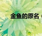 金魚的原名（金魚的故鄉(xiāng)是哪個(gè)國(guó)家）