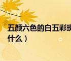 五顏六色的白五彩斑斕的黑是什么梗（五顏六色的近義詞是什么）