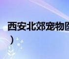 西安北郊寵物醫(yī)院在哪里（西安北郊寵物醫(yī)院）