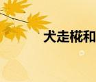 犬走椛和文文的關(guān)系（犬走椛）