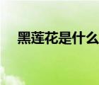 黑蓮花是什么意思（白蓮花是什么意思）