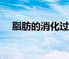 脂肪的消化過程公式（脂肪的消化過程）
