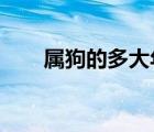 屬狗的多大年齡2022（屬狗的多大）